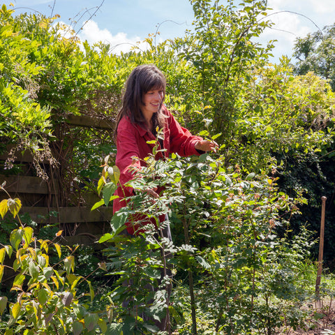 Een Tuiny Forest houdt je koel in de zomer!