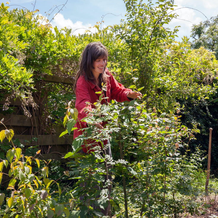 Een Tuiny Forest houdt je koel in de zomer!