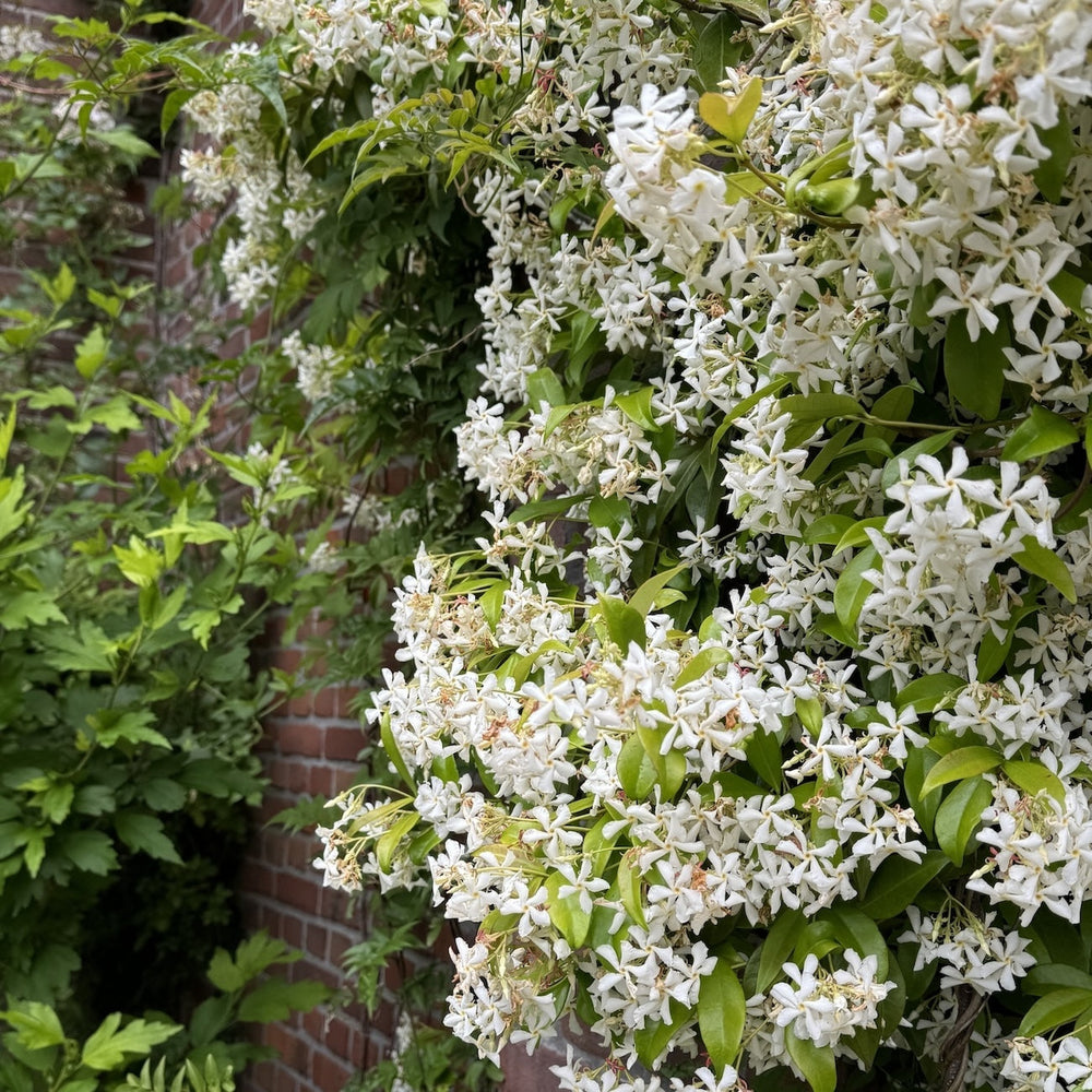 Welke klimplant past bij jouw tuin?