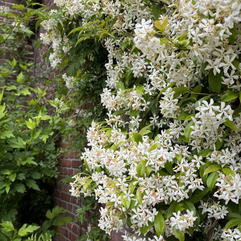 Welke klimplant past bij jouw tuin?
