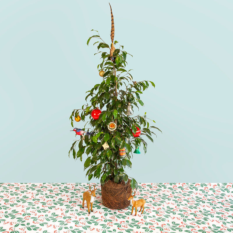 Winnaar Sprinklr's Kerstplantwedstrijd 2022