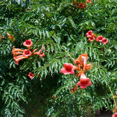 Verzorging Trompetbloem