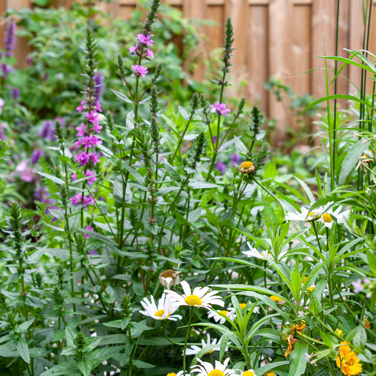 Hoe ontwerp je een tuin? Deel 3: begroting en aanvalsplan