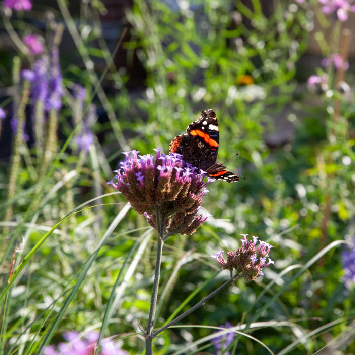 Biodiversiteit? Elke tuin telt!