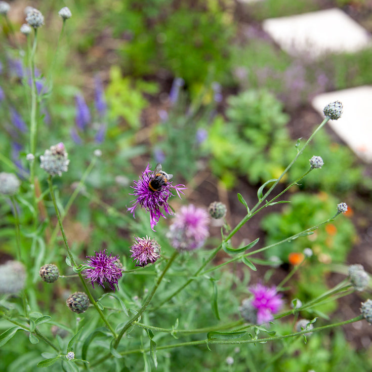 Inheemse planten en de bodem: waar gedijen ze het best?
