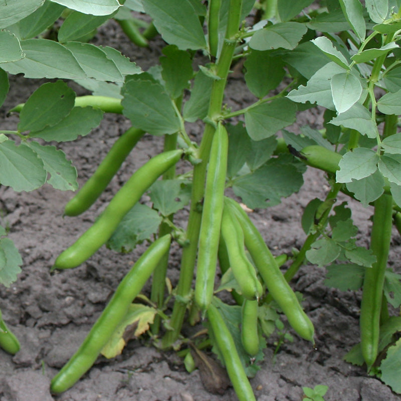 Verzorging Tuinbonen