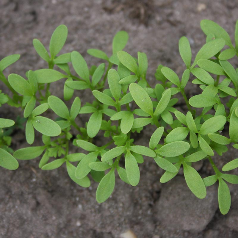 Verzorging Tuinkers