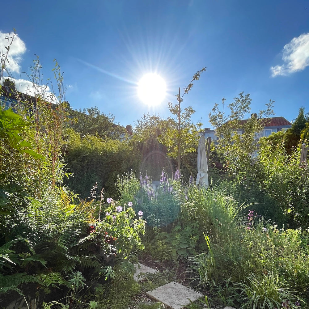 10 tuinplanten die goed tegen droogte kunnen