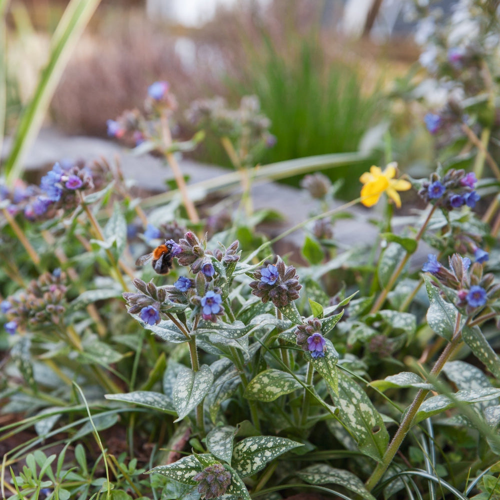 Tuintips voor maart