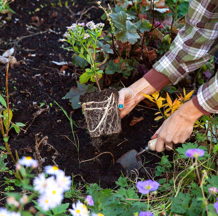 Tuintips voor oktober
