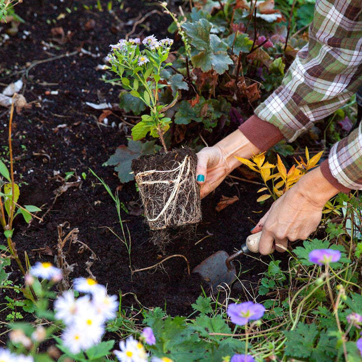 Tuintips voor oktober