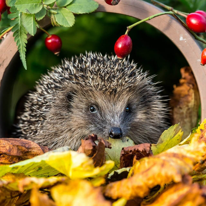 Tuintips voor november