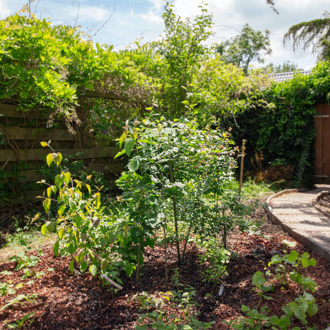 Pak het groots aan, plant een Tuiny Forest!
