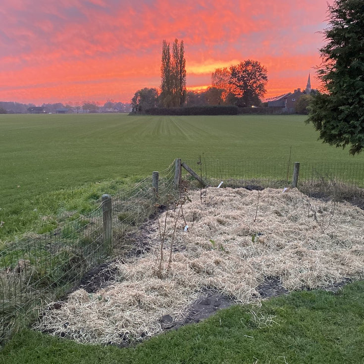 Vierhonderd Tuiny Forests geplant!