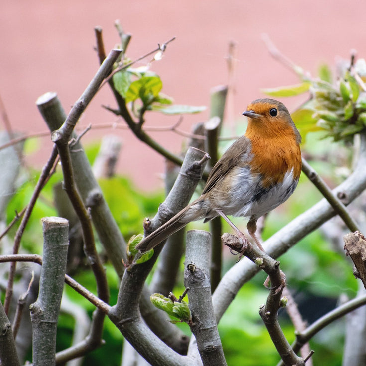 Waarom je met een haag biodiversiteit enorm helpt