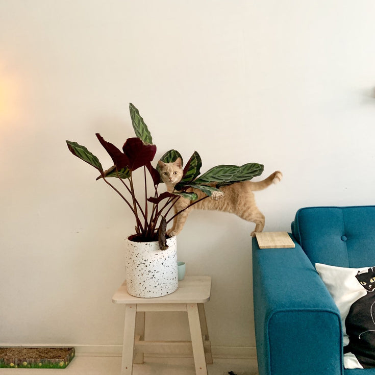 Jury rapport urban jungle wedstrijd