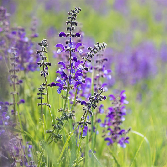 Verzorging Salvia pratensis
