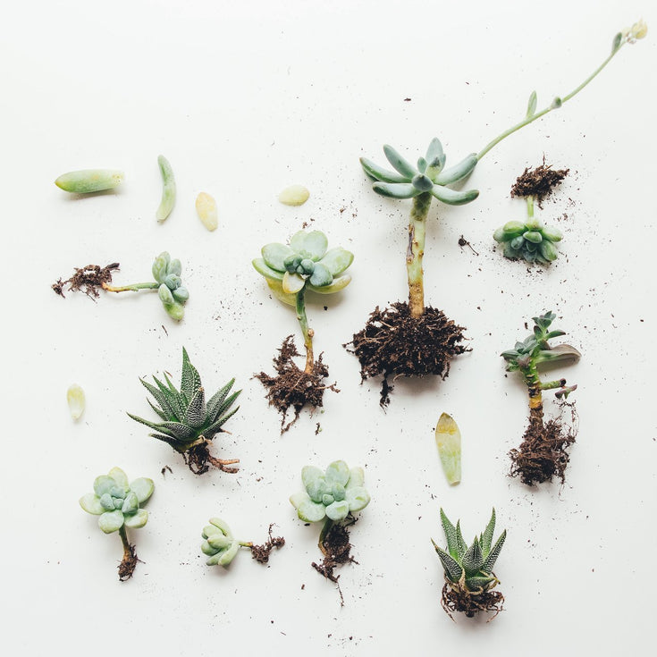 Kijktips: verdiep je in planten!