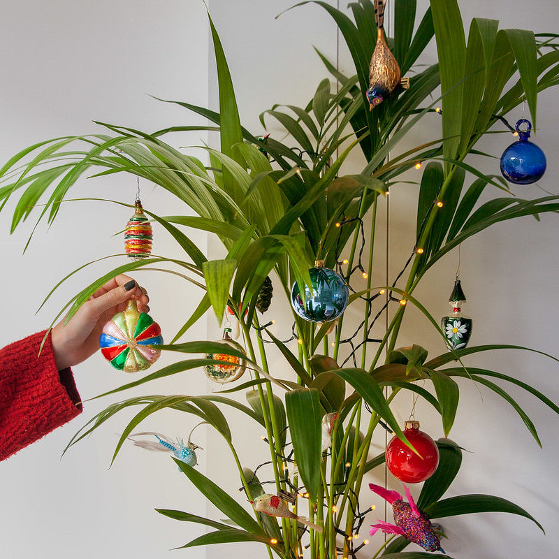 Duurzame kerst? Versier een kerstplant!