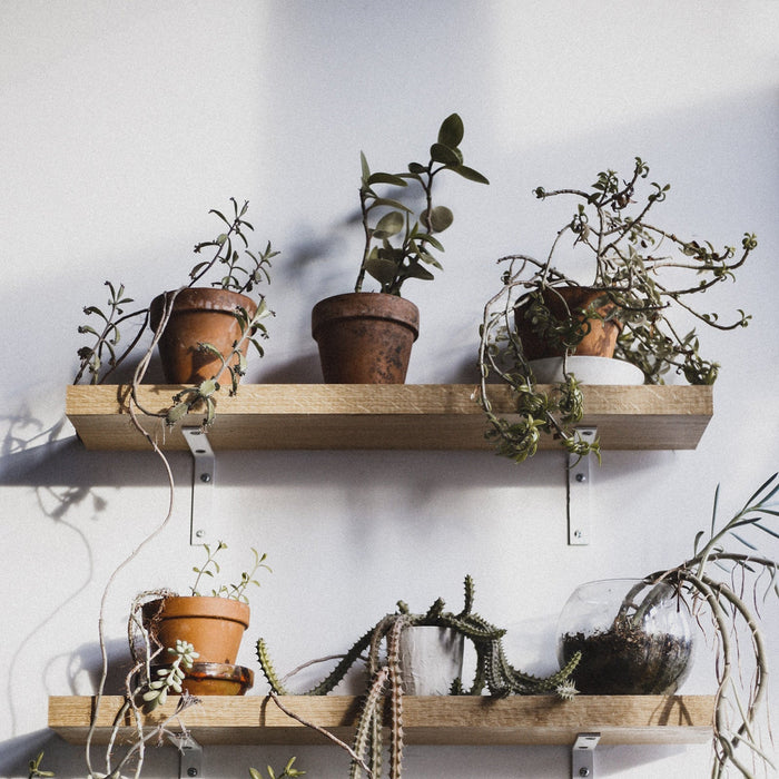 Ojee, een dor blad! Dit doe je ermee.