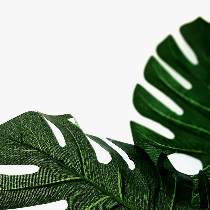 Monstera stekken? Zo doe je dat!