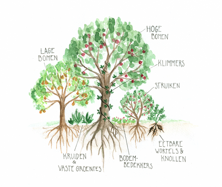 Een voedselbos, wat is het en waarom is het zo fantastisch?