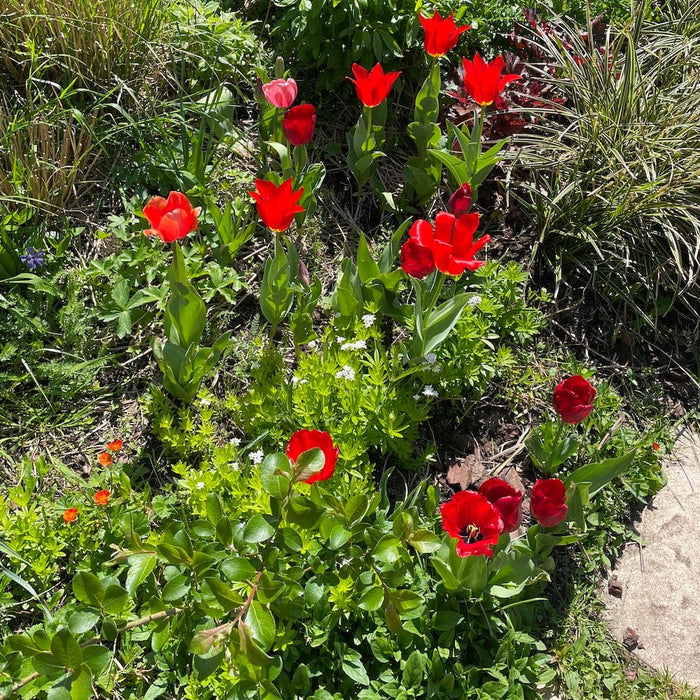 Tuintips voor april