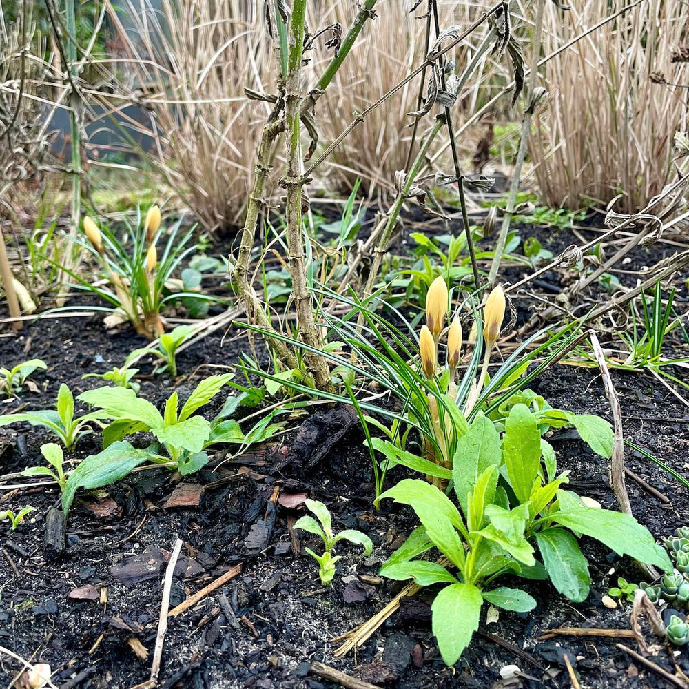 Tuintips voor vroege lentekriebels