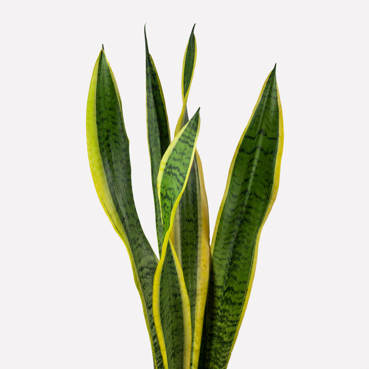 Verzorging Vrouwentong (Sansevieria)