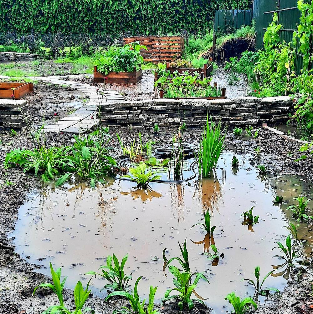 Natte tuin? Tips om je planten in leven te houden