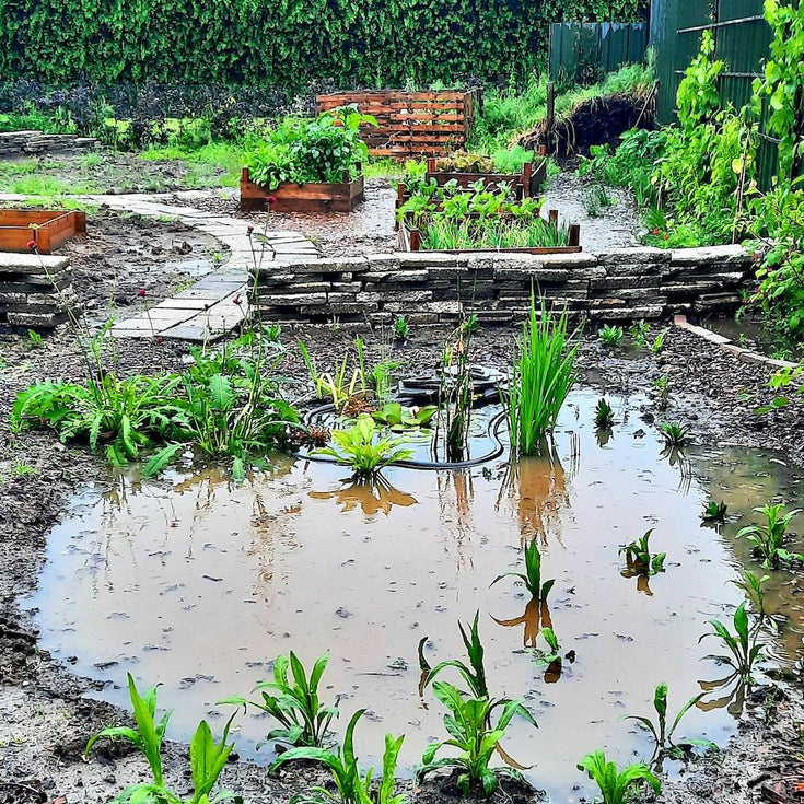 Natte tuin? Tips om je planten in leven te houden