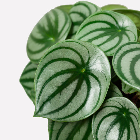Verzorging Watermelon Peperomia