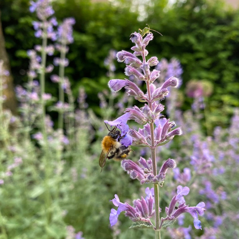 Weer schadelijke pesticiden gevonden