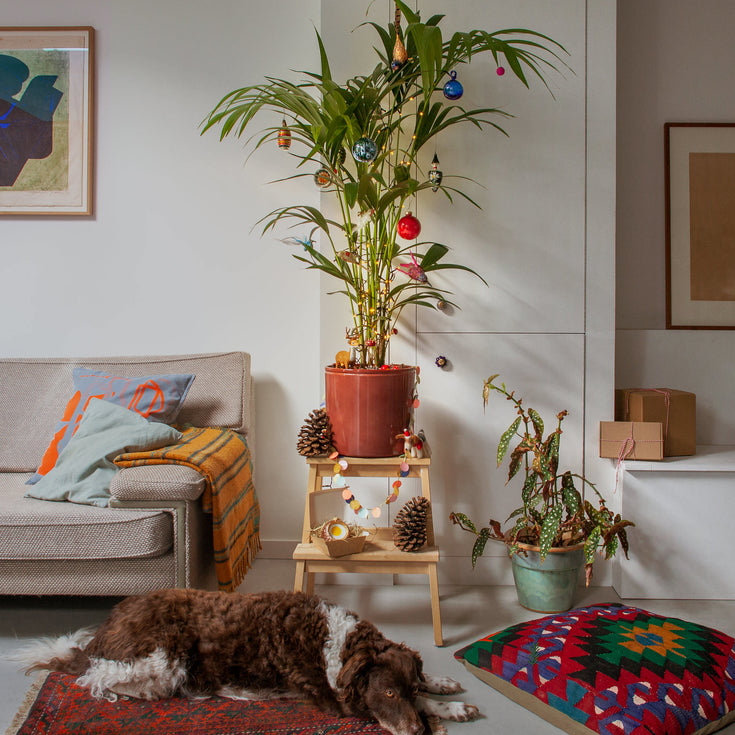 Fotowedstrijd: wie heeft de mooiste kerstplant?