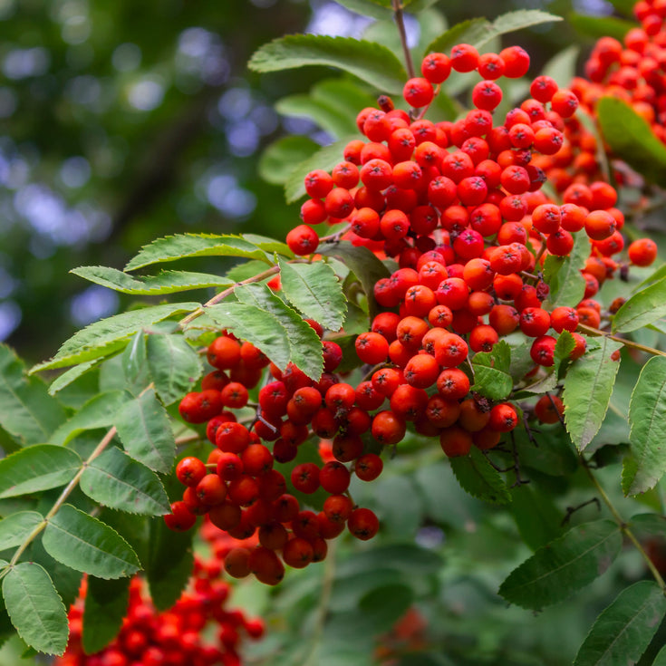 Verzorging Wilde Lijsterbes