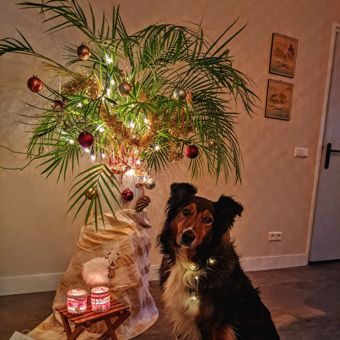 Laat je inspireren door de mooiste kerstplanten!