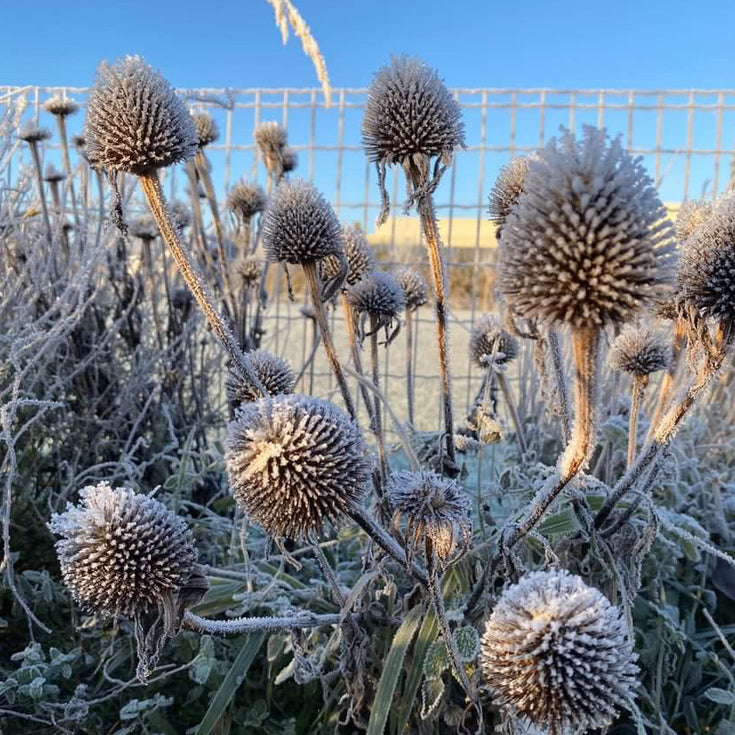 Vorst! Bereid je tuin voor op de kou