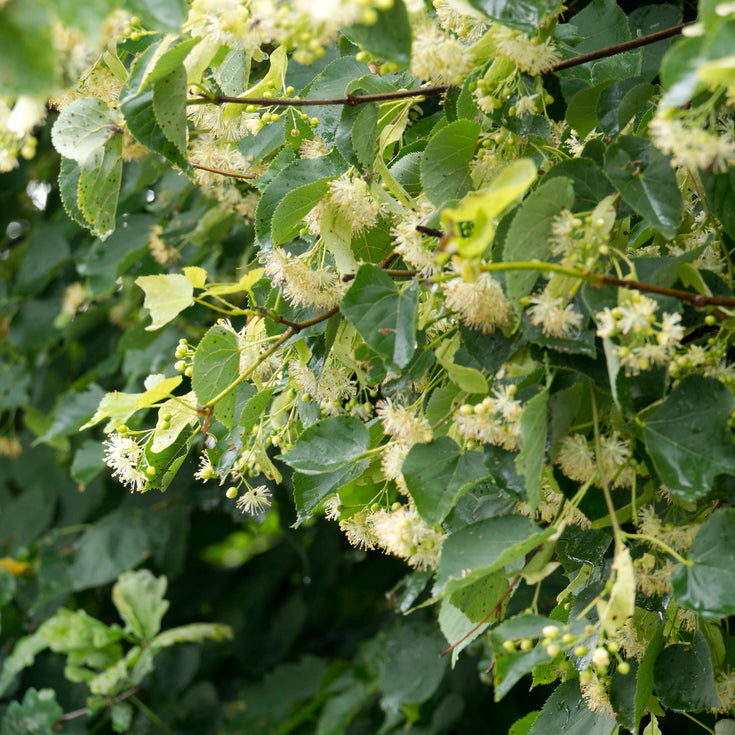 Verzorging Winterlinde