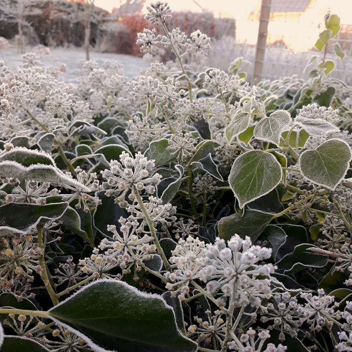 Lichte vorst in het voorjaar: tips om je planten er goed doorheen te krijgen