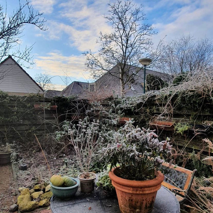 Tuintips voor januari