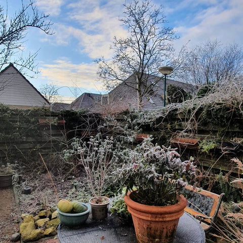 Tuintips voor januari