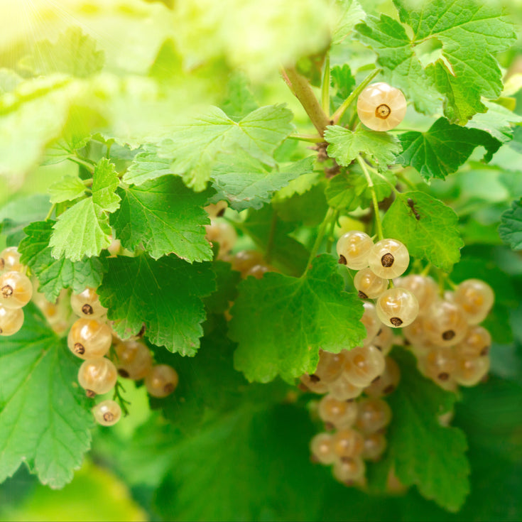 Verzorging Witte Aalbes