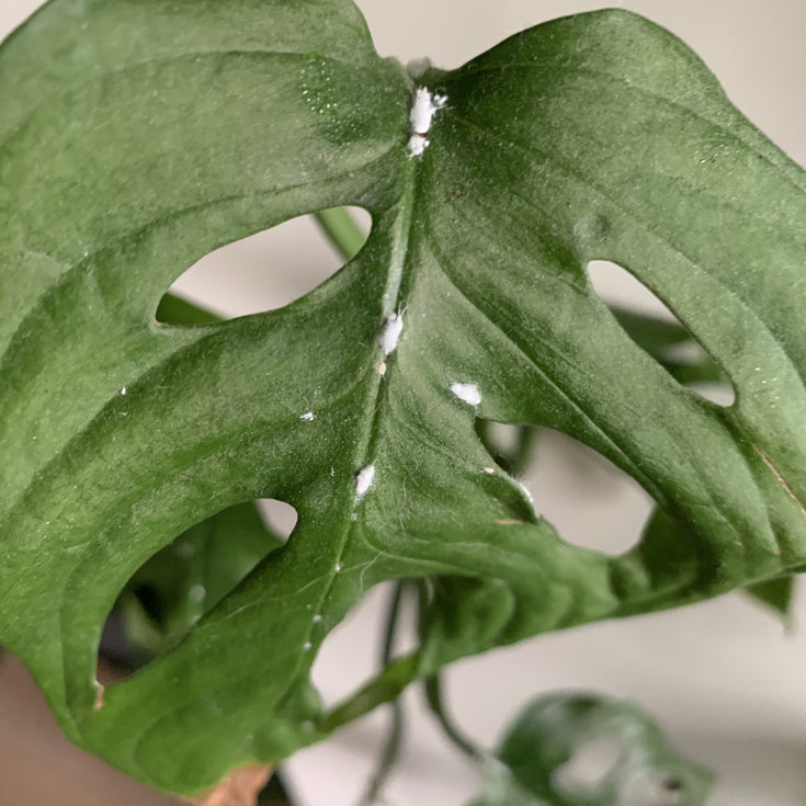 Wolluis bestrijden, een stappenplan!