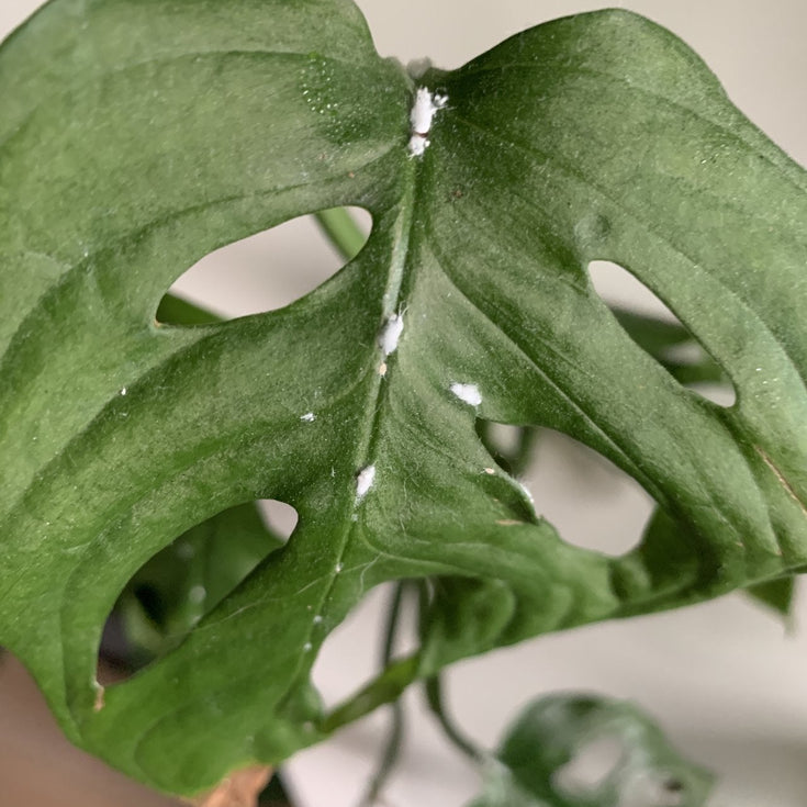 Wolluis bestrijden, een stappenplan!