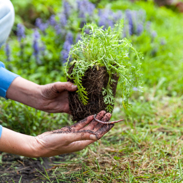 Ieuwww beestjes! Zo wennen mensen weer aan imperfecte planten