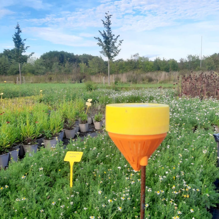 Bio-kweker Casper vertelt: zo bestrijd je wortelvlieg