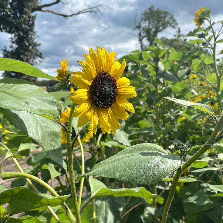 Zaaien is leuk én makkelijk. Wij geven tips!