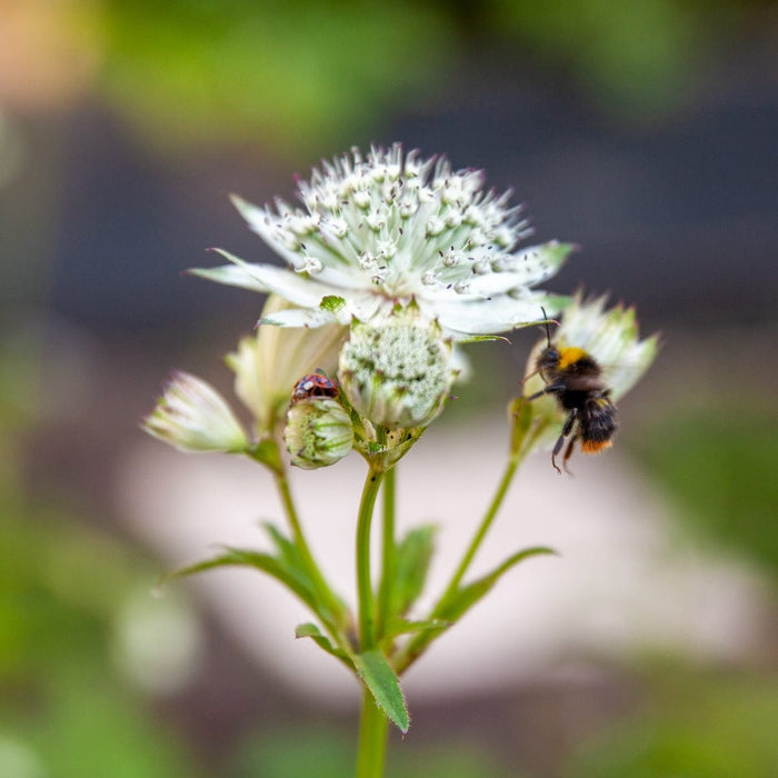 Verzorging Zeeuws knoopje