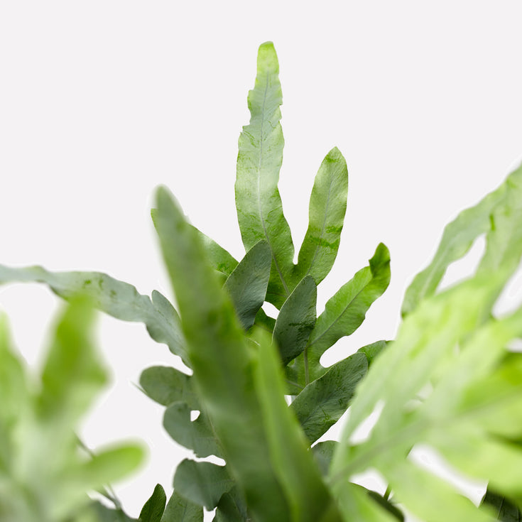 Verzorging Zinkvaren