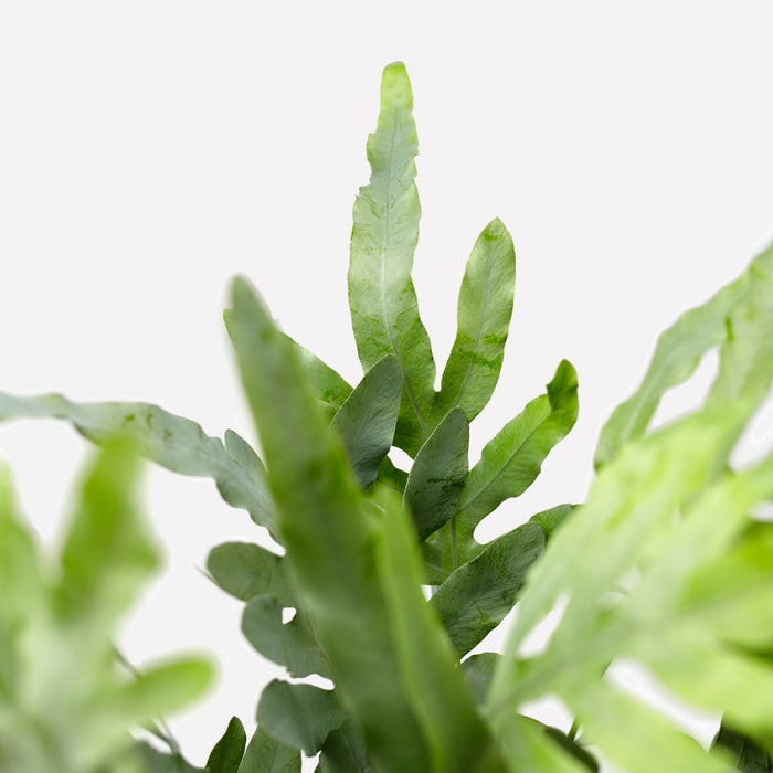 Verzorging Zinkvaren